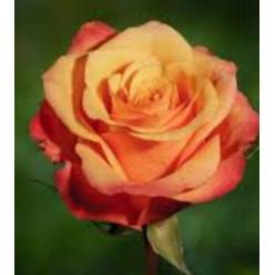 Rosa Ecu. Lumia 90cm (7 Dias - 2�)