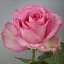 Rosa Ecu. Sweet Unique 90cm (7 Dias - 2�)