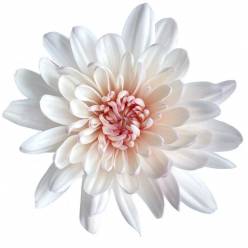 Margarita Col. C. Candid (7 Dias - 2�)