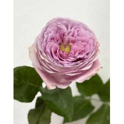 Rosa Ecu. Peonikiss 40cm Rs. (7 Dias - 2�)