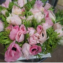 Anemona Italia Mistral Pink 45cm "AAA" (7 Dias - 2�)