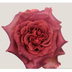Rosa Ecu. Razzmatazz 40cm (7 Dias - 2�)
