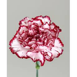 Clavel Hol. 55cm Bacarat Bi. (7 Dias - 2�)