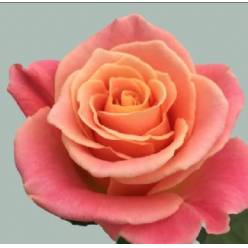 Rosa Ecu. Miss Piggy 60cm (7 Dias - 2�)
