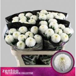 Uniflor Hol. Superbowl 85gr Bl. (7 Dias - 2�)