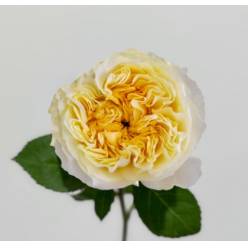 Rosa Ecu. Antonia�s 50cm (7 Dias - 2�)