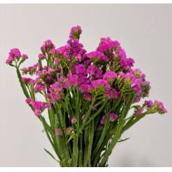 Statice Italia Fucsia 70cm "T25" (7 Dias - 2�)