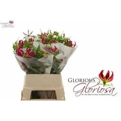 Gloriosa Rothschild 90cm (7 Dias - 2�)