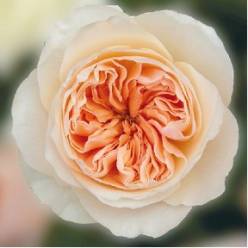 Rosa Ecu. Austin Juliet 50cm Sal. (7 Dias - 2�)