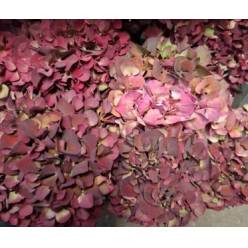 Hortensia Hol. Ruby Glow Classic 60cm �16/18 (7 Dias - 2�)