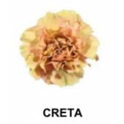 Clavel Col. Fancy Creta (7 Dias - 2�)