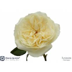 Rosa Ecu. Austin Leonora 50cm (7 Dias - 2�)