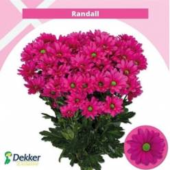 Margarita Hol. Randall 110gr (7 Dias - 2�)