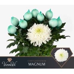 Uniflor Hol. Magnum 120gr Bl. (7 Dias - 2�)