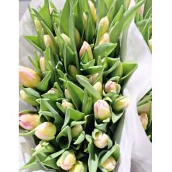 Tulipan Italia Topouce Rs. (7 Dias - 2�)