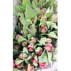 Tulipan Italia Curry (7 Dias - 2�)