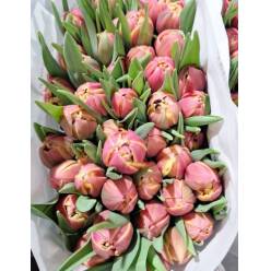 Tulipan Italia Doble Columbus (7 Dias - 2�)