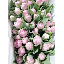 Tulipan Italia Doble Voque (7 Dias - 2�)
