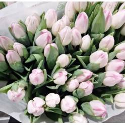 Tulipan Italia Sinfonie Rs. (7 Dias - 2�)