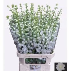 Delphinium Hol. El Aurora White 100cm "T10" (7 Dias - 2�)