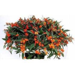 Euphorbia Queen Of Orange 80cm (15cm flor) (7 Dias - 2�)