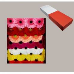 Gerbera Hol. Mixta "T25" (7 Dias - 2�)
