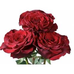 Rosa Ecu. Hearts 60cm (7 Dias - 2�)