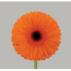 Gerbera Hol. Candela Nj. "T25" (7 Dias - 2�)