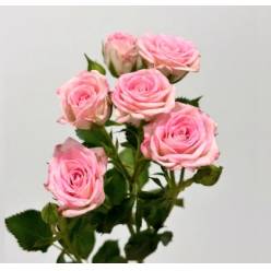 Ramificada Creamy Twister 50cm (7 Dias - 2�)