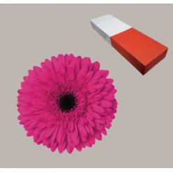 Gerbera Hol. Madeira Fu "T25" (7 Dias - 2�)