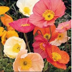 Papaver Flor Mixto Italia "T25" (7 Dias - 2�)