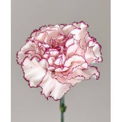 Clavel Nac. 70cm Holmes Bic. Mo. (7 Dias - 2�)