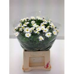 Margherita Leucanthemum Italia 50cm "T25" (7 Dias - 2�)