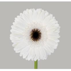 Gerbera Hol. Owen Plus Bl. "T25" (7 Dias - 2�)