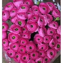 Ranunculos Italia "Cloni Extra" Bolero 45cm (7 Dias - 2�)