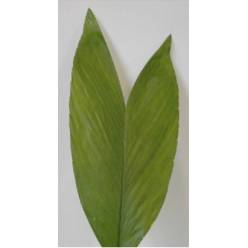 Hoja Cocos conejo (7 Dias - 2�)