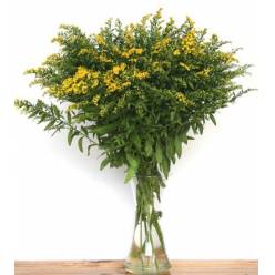 Solidago Italia Golden Glory 70cm "T25" (7 Dias - 2�)