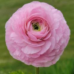 Ranunculos Italia "Cloni Extra" Lollipop 45cm