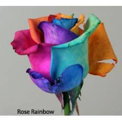 Rosa  Ecu. Rainbow Arcoiris 70cm