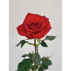 Rosa Col. Mama Mia 70cm Rj. (7 Dias - 2�)