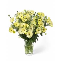 Ranunculos Italia Butterfly Helios 50cm