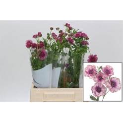 Ranunculos Italia Butterfly Thiva 50cm