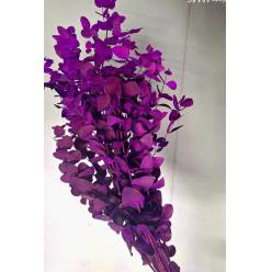 Eucalipto Cinerea Pintado "200gr" Purple