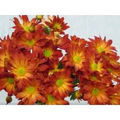 Margarita Col. D. Denniro Nj.