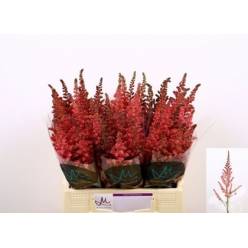 Astilbe Vision Pink 45cm "Marginpar"
