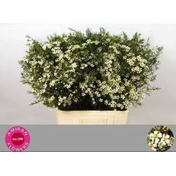 Flor Cera Hol. White Star 70cm 40gr "T25" Bl.