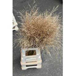 Siergras Overig Pintado Antic Oro 95cm "T50"