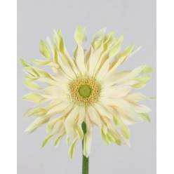 Gerbera Hol. Kv Pastini Carbonara "T25" (AGUA)