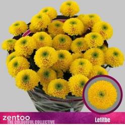 Margarita Hol. Letitbe 100gr Ama.