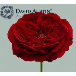Rosa Ecu. Austin Tess 40cm Rj (7 Dias - 2�)